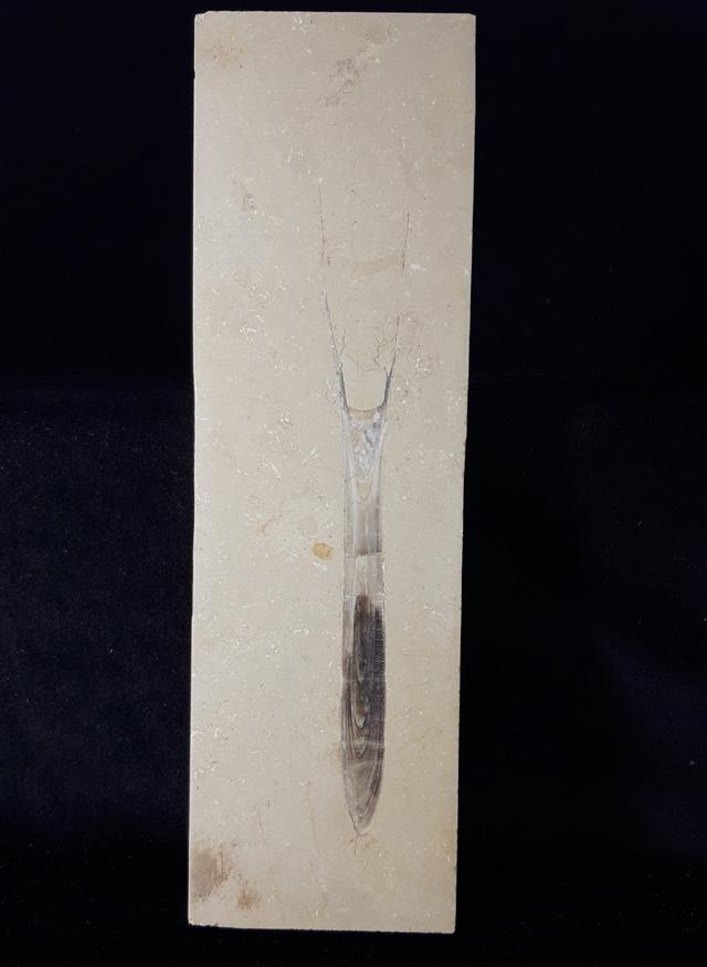 Hibolithes sp. (MONTFORT 1808) - Bild © FossNet FossilienStore